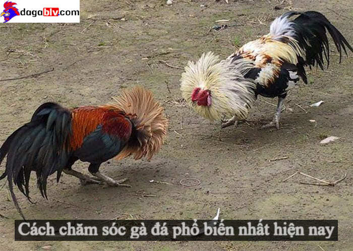 Cách chăm sóc gà đá hay nhất hiện nay