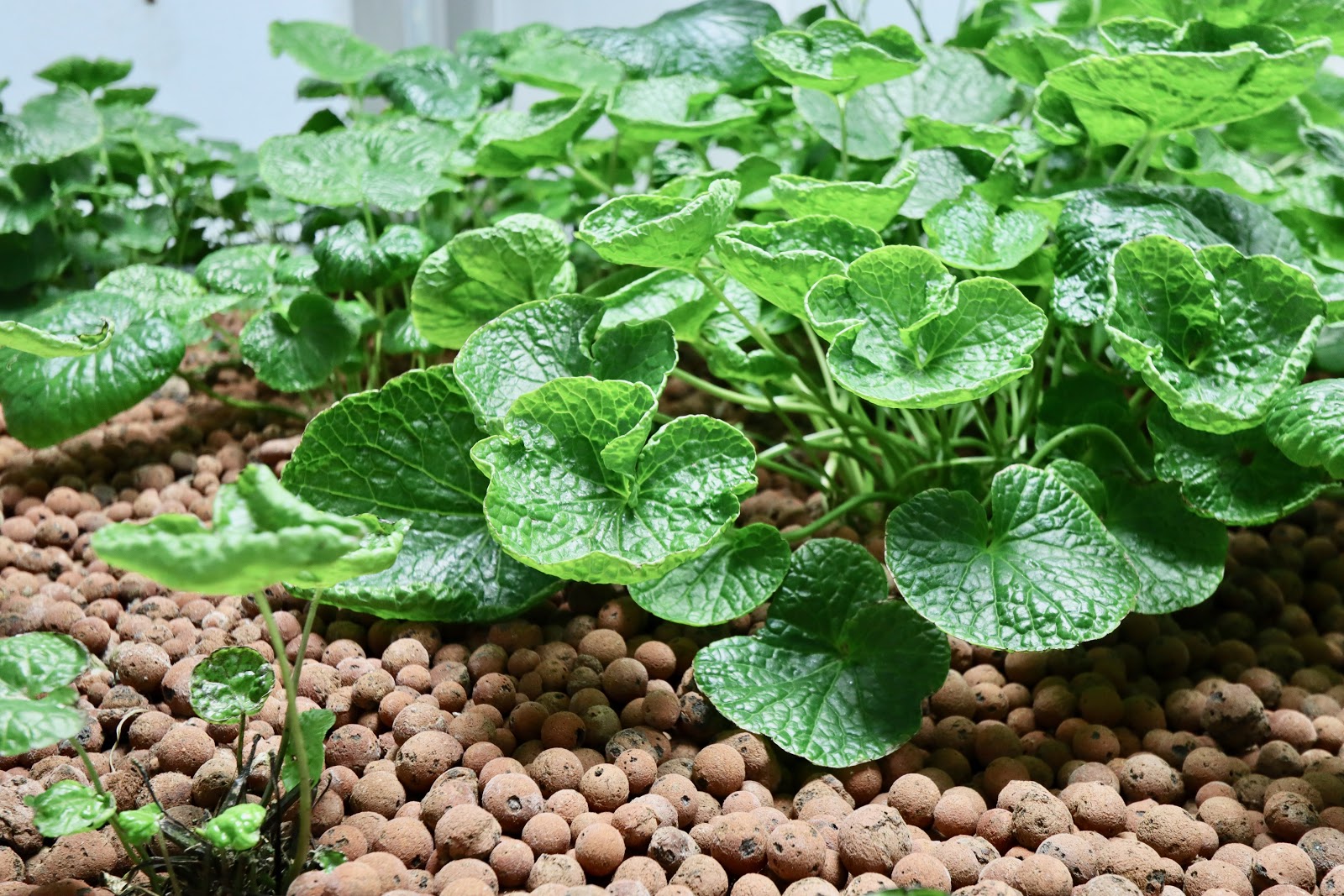 An experimental Wasabi plant in one of the controlled environment growing chambers. Experimentation is a big part of the operation. with several various projects scattered throughout the operation.  (Photo by Christine Hull for Bham Now) ﻿