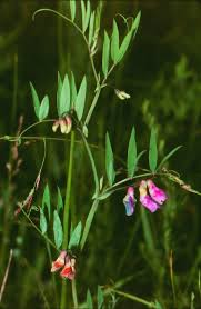 marsh pea