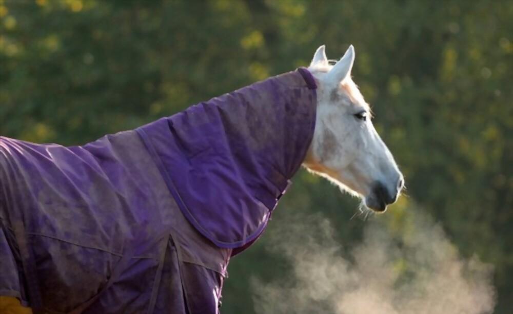 A horse wearing a cape
Description automatically generated with low confidence