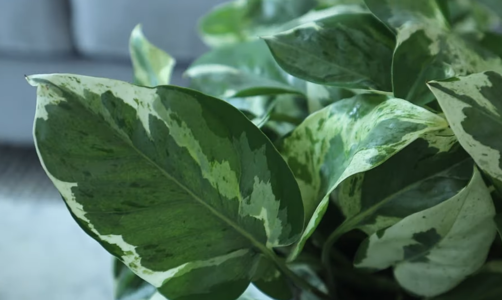 Closeup of pothos leaves