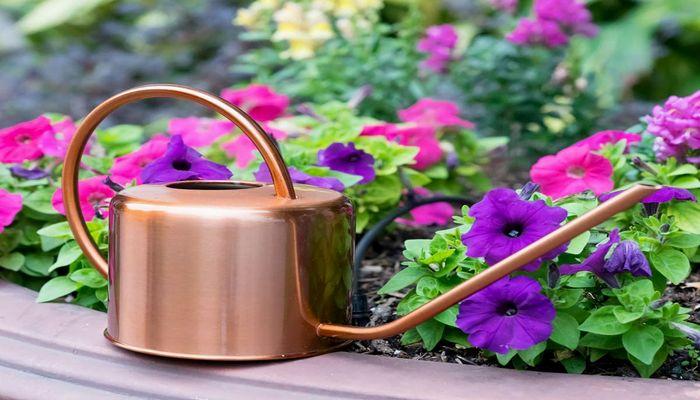 17 Tips to Take Care of your Plants in Summer