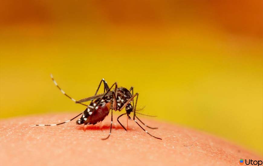 Muỗi gây bệnh sốt rét