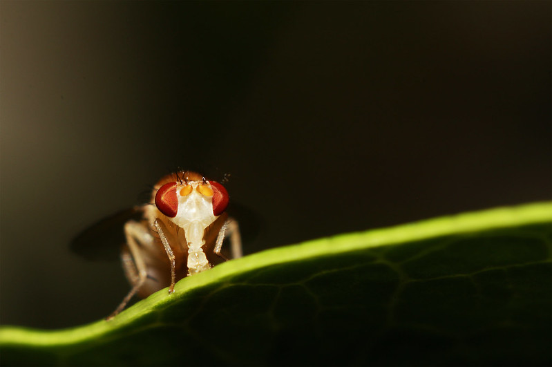 Fruity fly up close