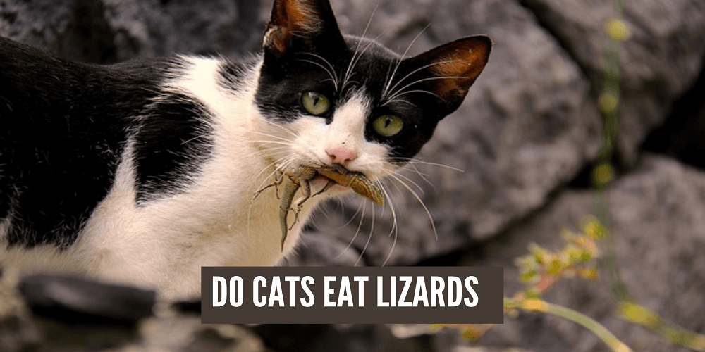 Cats Eat Lizards