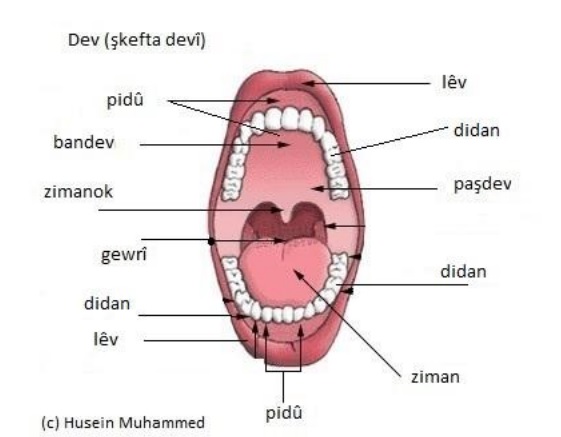 Şkefta Devî.jpg