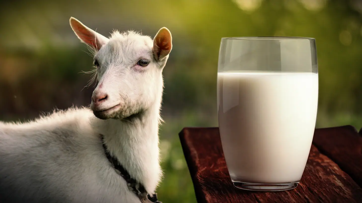 Susu Ibu Mengandung - susu kambing
