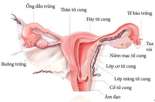 Mối quan hệ giữa niêm mạc tử cung và mang thai