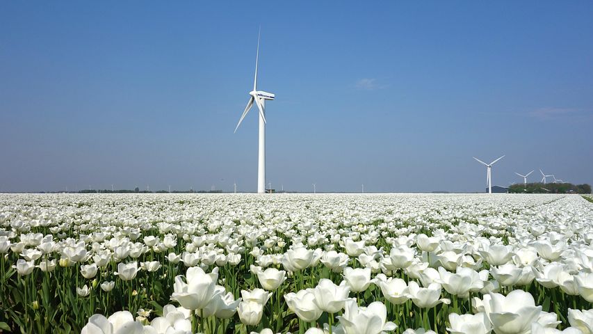 Tulips and wind turbines in Holland. Image used courtesy of Pixabay