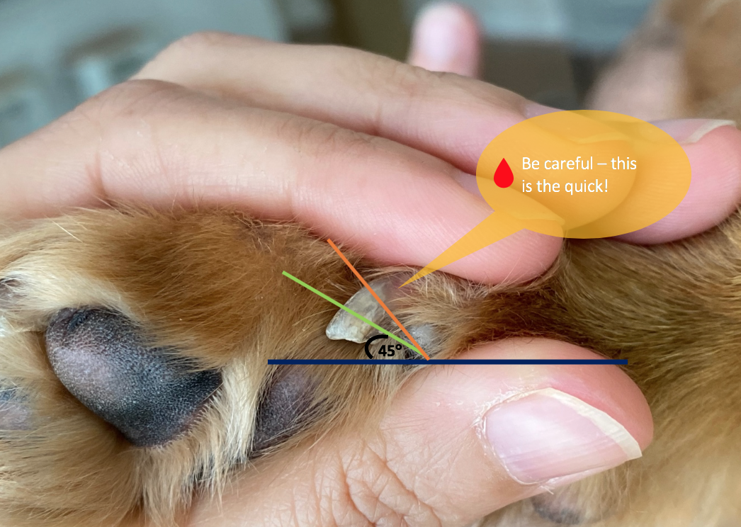 Getting the spa treatment at home – how to trim your dog's nails! - Vet  Help Direct