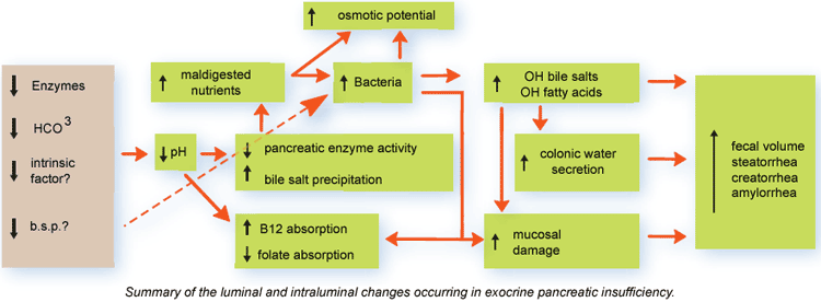 Exocrine Pancreatic Insufficiency Ivis