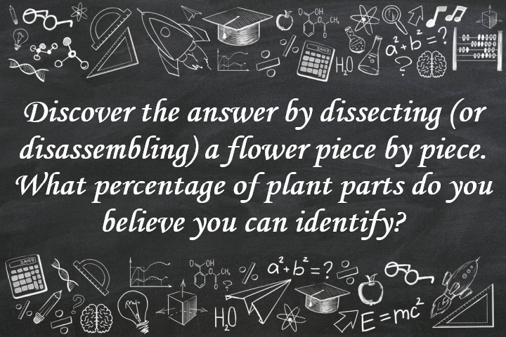 Discover the Answer by Dissecting (or Disassembling) a Flower Piece by Piece. What Percentage of Plant Parts Do You Believe You Can Identify?