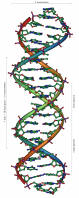 dna_overview