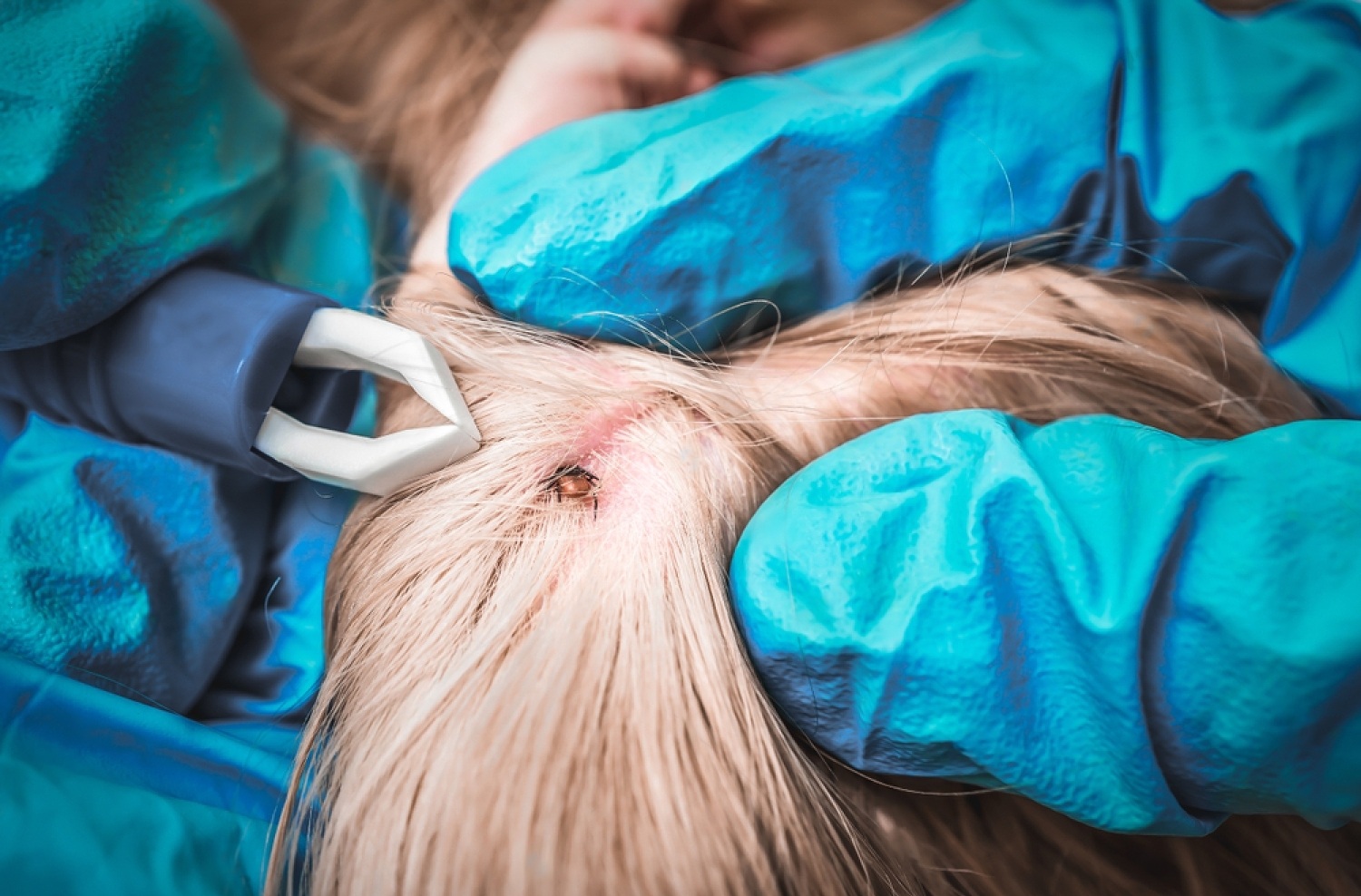 Symptoms Of Lyme Disease in Dogs: Don't Ignore These Signs 6 22FlJKPPQQSB85gKP2s1y1zJ1PQr7W1yzM9cGmpksZVVdq 1HW acnoTp5vcoluXPQB6BljJHHbDxlRj6o5RYP8ueAhL nNif8K9jki uC0PeV7utb6 CeJC4il3fgqV
