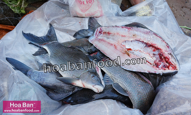 cá Dầm Xanh