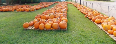 Halloween and Family Events at McDonalds of Spring Green Katy