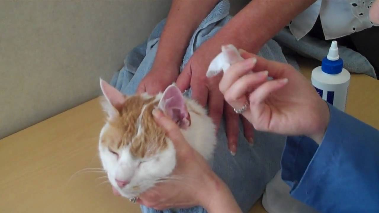 Tips For Clean Cat's Ears