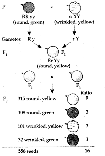 cbse-previous-year-question-papers-class-10-science-sa2-outside-delhi-2015-9