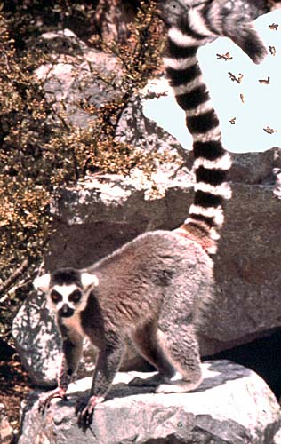 Ring-tailed lemur at San Diego Zoo (Lemur catta)