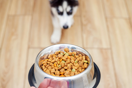 Benefits of Giving Your Husky Healthy Diet