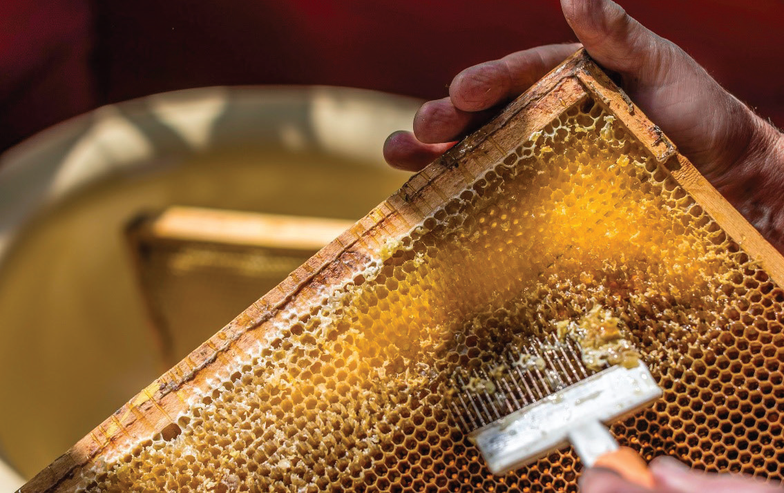 إنتاج العسل