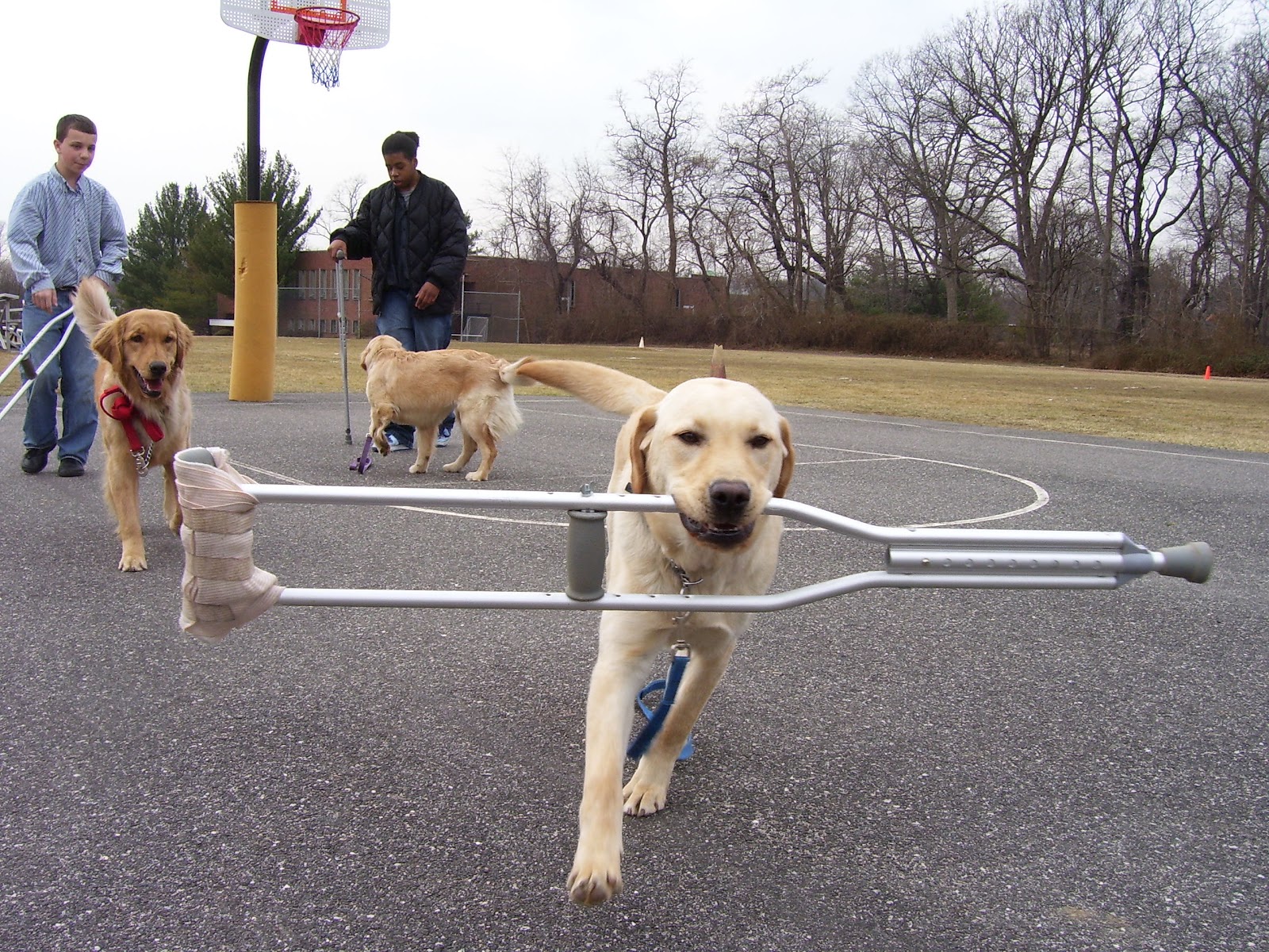 Vertigo Service Dog helping with balance and retrieving objects