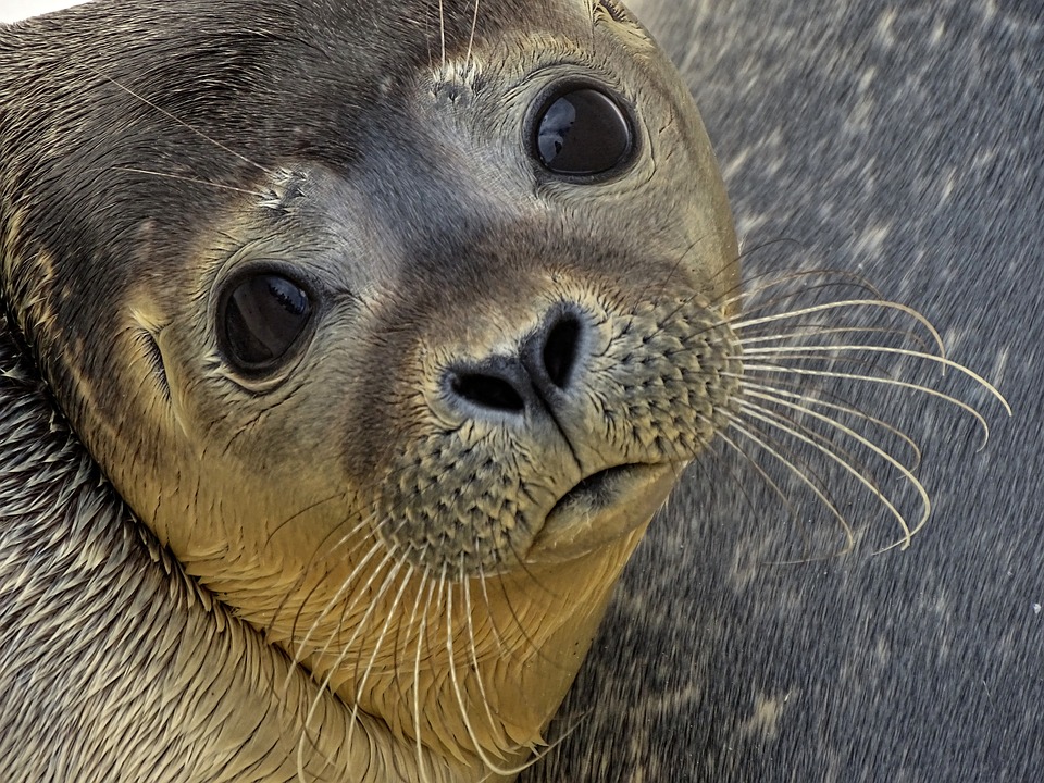 Free photo Robbe Meeresbewohner Animal Sad Seal Howler Water - Max ...