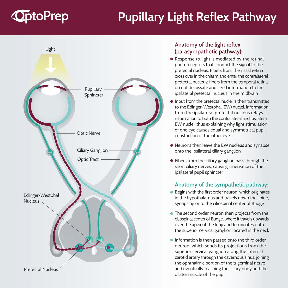 Pupillary Light Reflex | Arizona RETINA Project