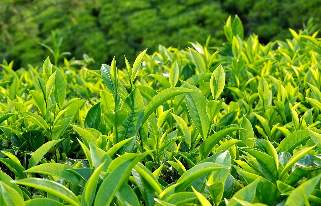 Lá trà xanh sau khi thu hái, rửa sạch sẽ được chế biến theo công thức gia truyền độc đáo của người dân làng Đại Bình (Ảnh: sưu tầm)  