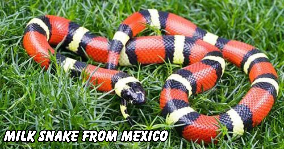 Milk Snake from Mexico