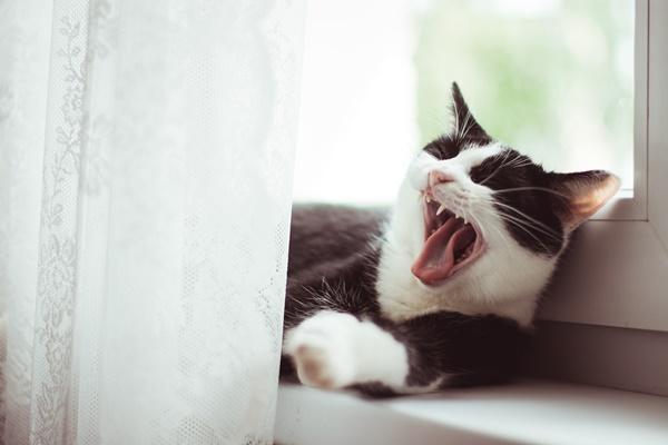A cat yawning in front of a window

Description automatically generated