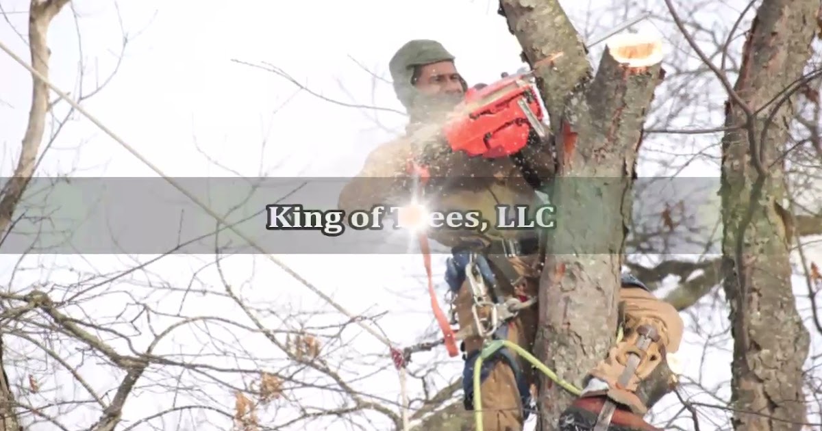 King of Trees, LLC.mp4