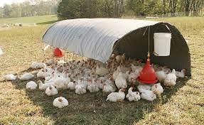 Keeping Your Chickens Cool in the Summer Heat 3