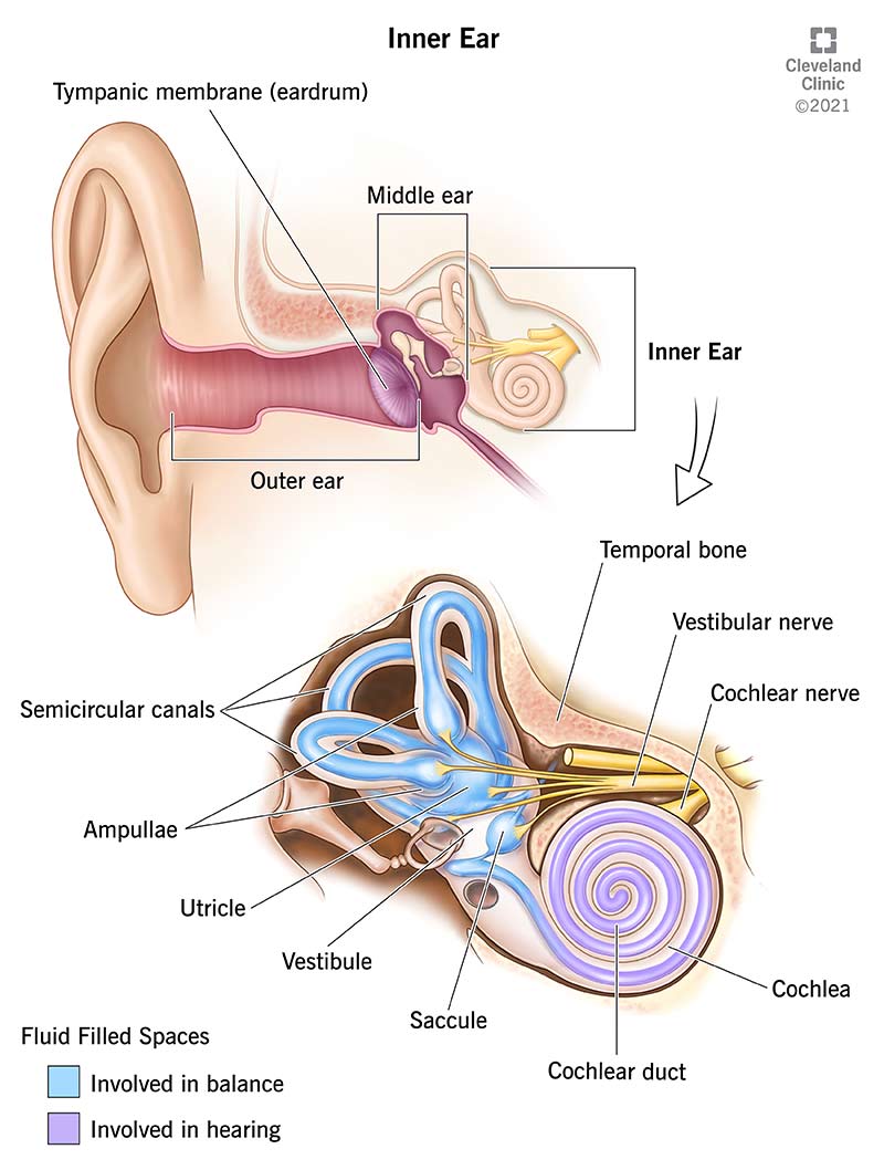 Diagram of the inside of the ear