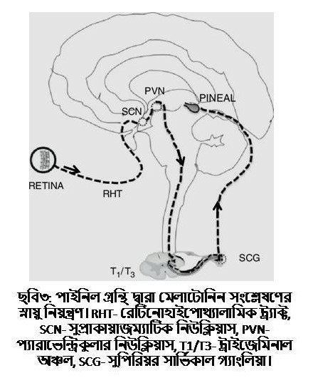 পাইনিল গ্রন্থি ও রেটিনা ছাড়াও, মেলাটোনিন উৎপন্ন হয় মাইটোকন্ড্রিয়া থেকে, যেখানে এটি একটি অ্যান্টিঅক্সিডেন্ট হিসেবে কাজ করে, যা ইঙ্গিত দেয় যে মেলাটোনিন হলো একটি "প্রাচীন অণু" যা প্রাথমিকভাবে অক্সিজেনের ধ্বংসাত্মক ক্রিয়া থেকে কোষকে সুরক্ষা প্রদান করে।