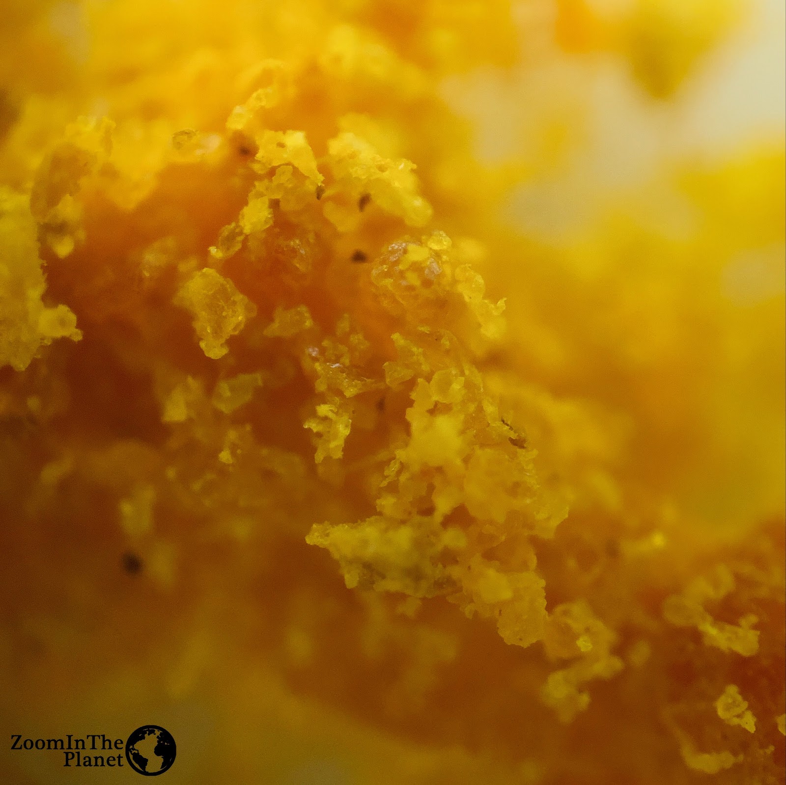 TURMERIC