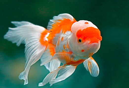 Ikan Hias Air Tawar : Ikan goldfish