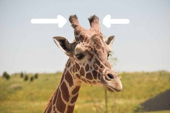 las girafas tienen cuernos osicones