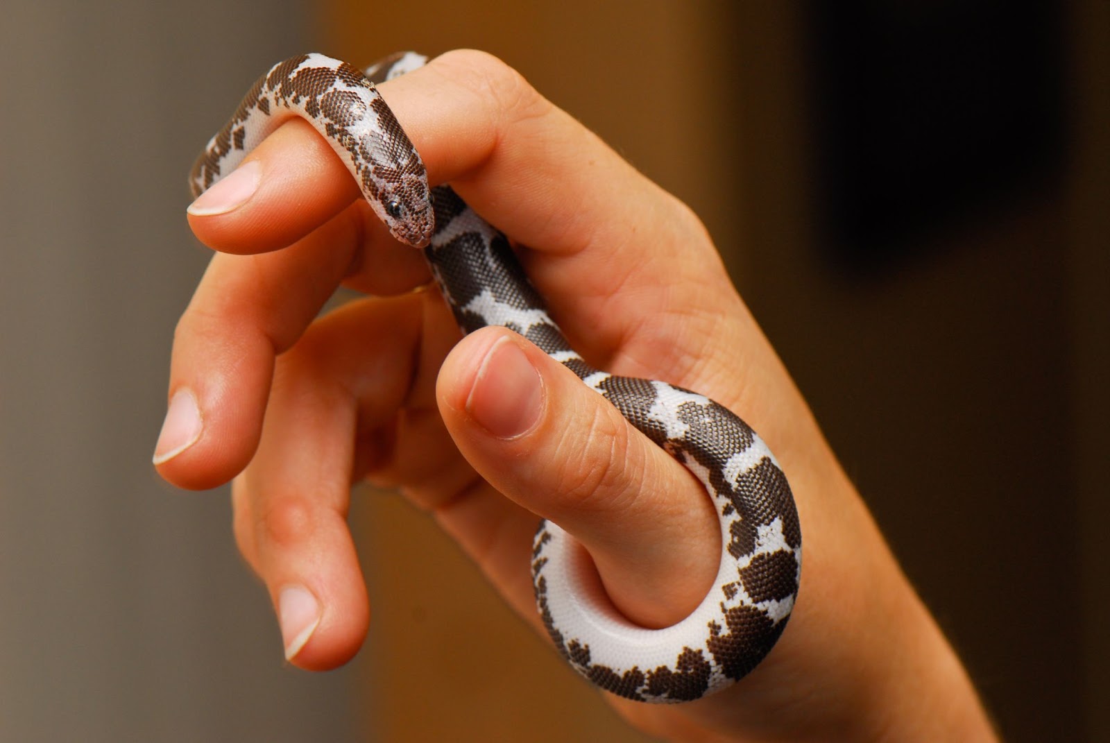 Kenyan sand boa on person's hand