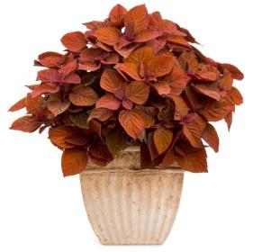 Image result for coleus keystone kopper