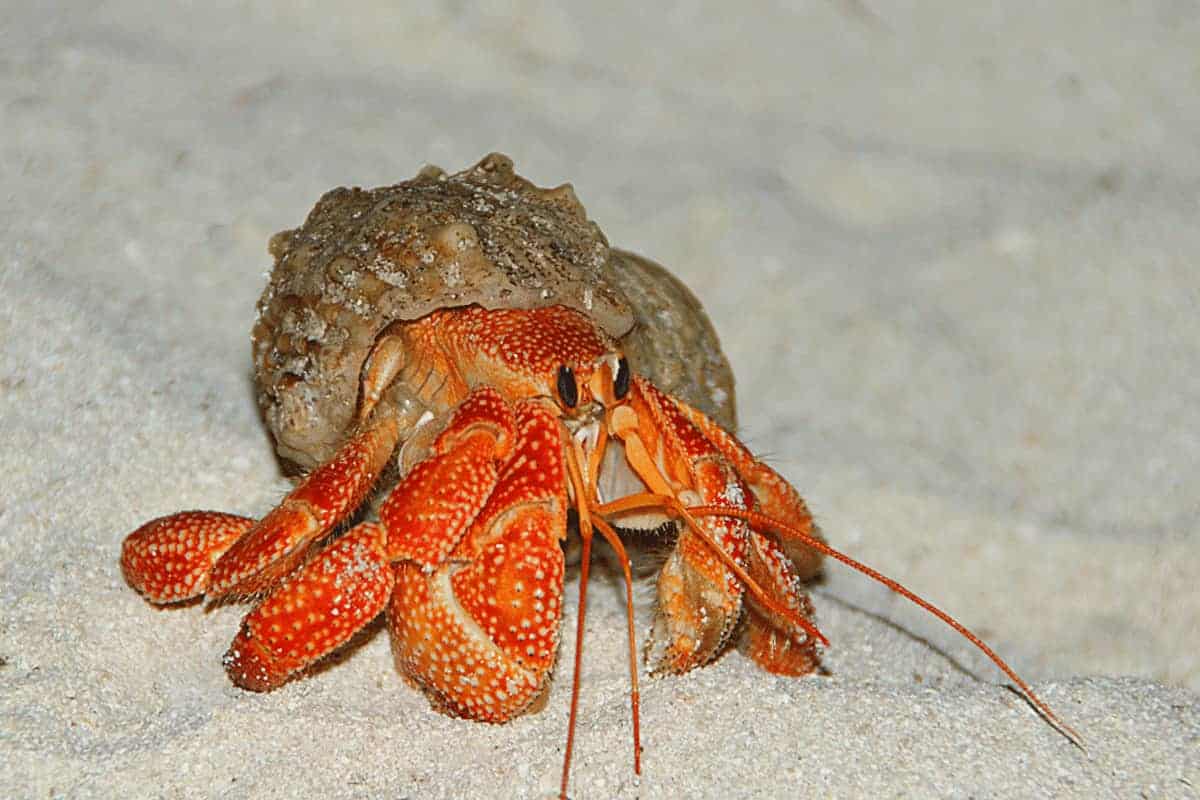 Do Hermit Crabs Live In Water