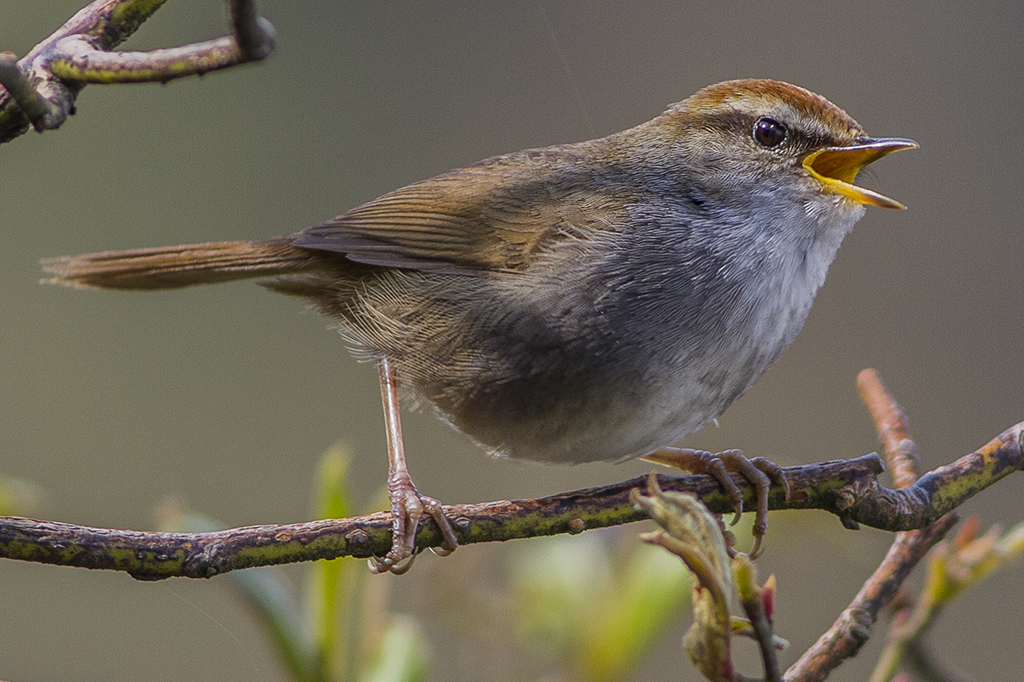 https://upload.wikimedia.org/wikipedia/commons/2/21/Grey-sided_Bush_Warbler.jpg