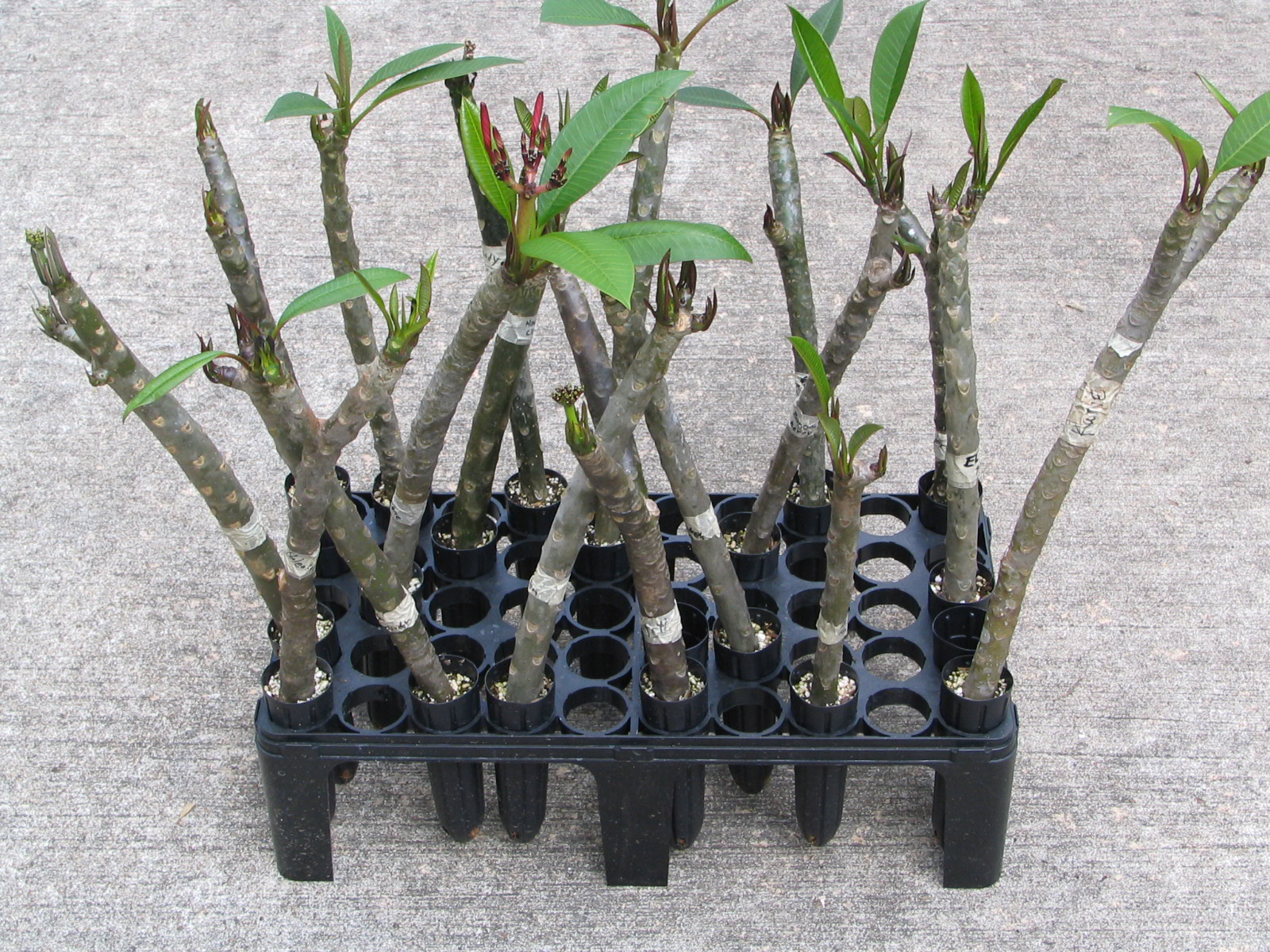 Rooting tubes | Plumeria care, Plumeria tree, Plumeria flowers 