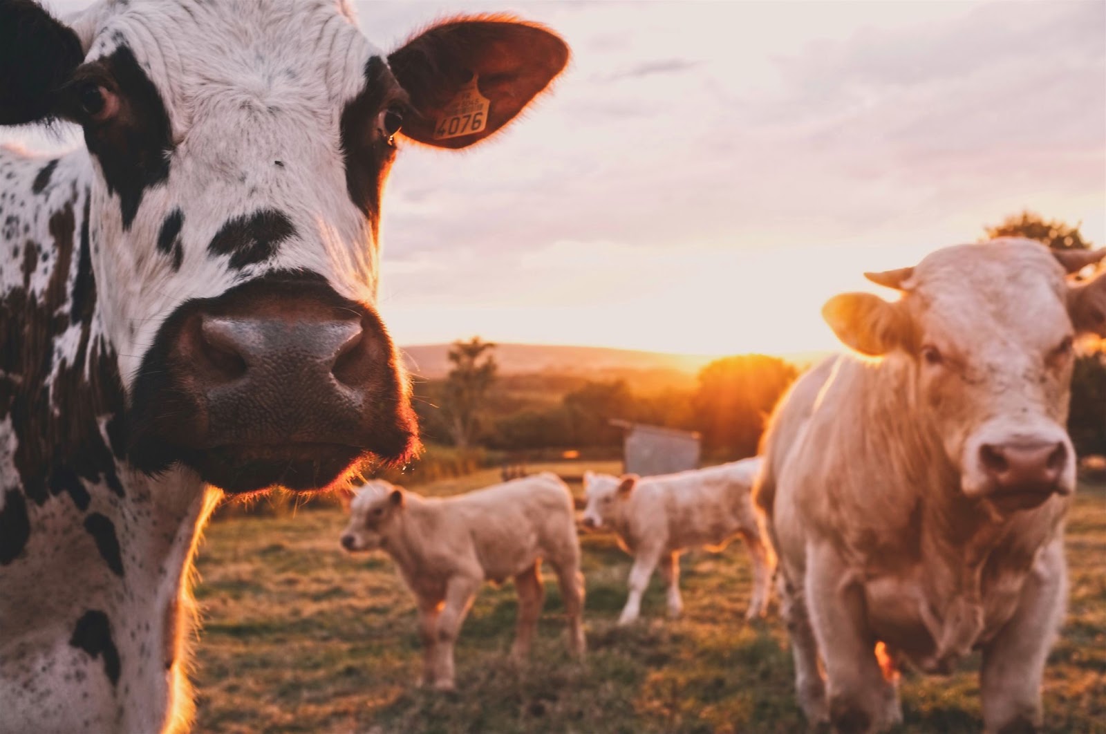 Vacas pastando em solo tratado por zootecnista 
