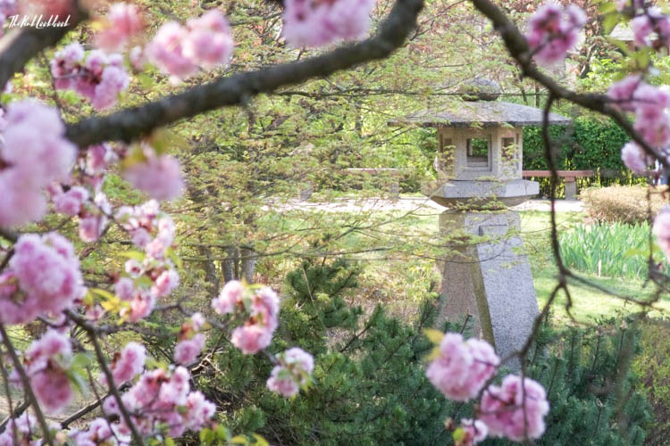 Japanese Cherry Blossoms in Vienna - Setagaya Park