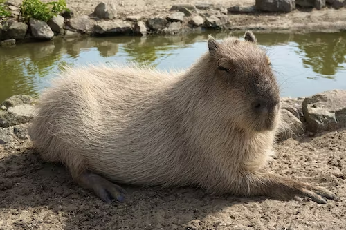 Asal-usul Kapibara