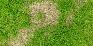 Will Grass Fill in Bare Spots on its own