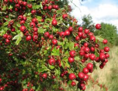 hawthorn berry