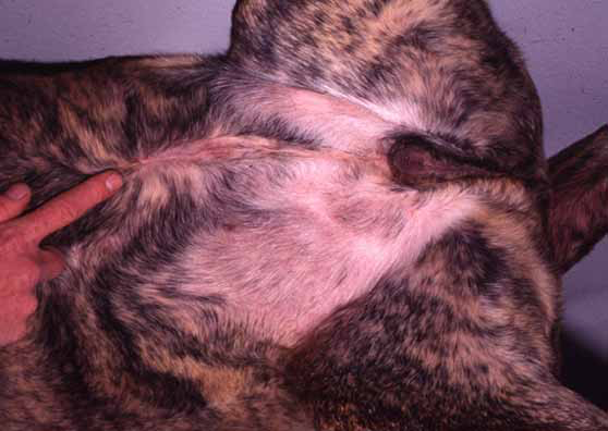 Incomplete masculinization of the external genitalia in a canine chimera