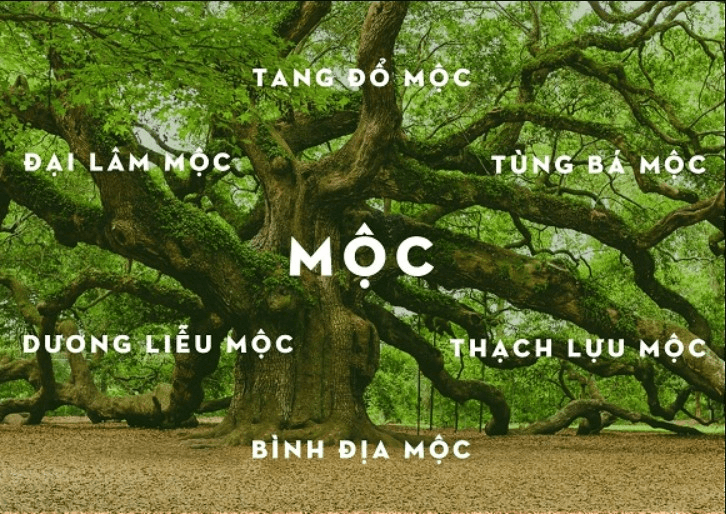  Năm sinh của mệnh Mộc theo hành Mệnh 